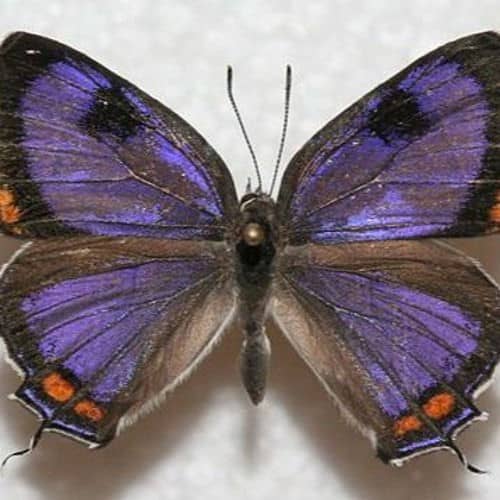 recommendation image