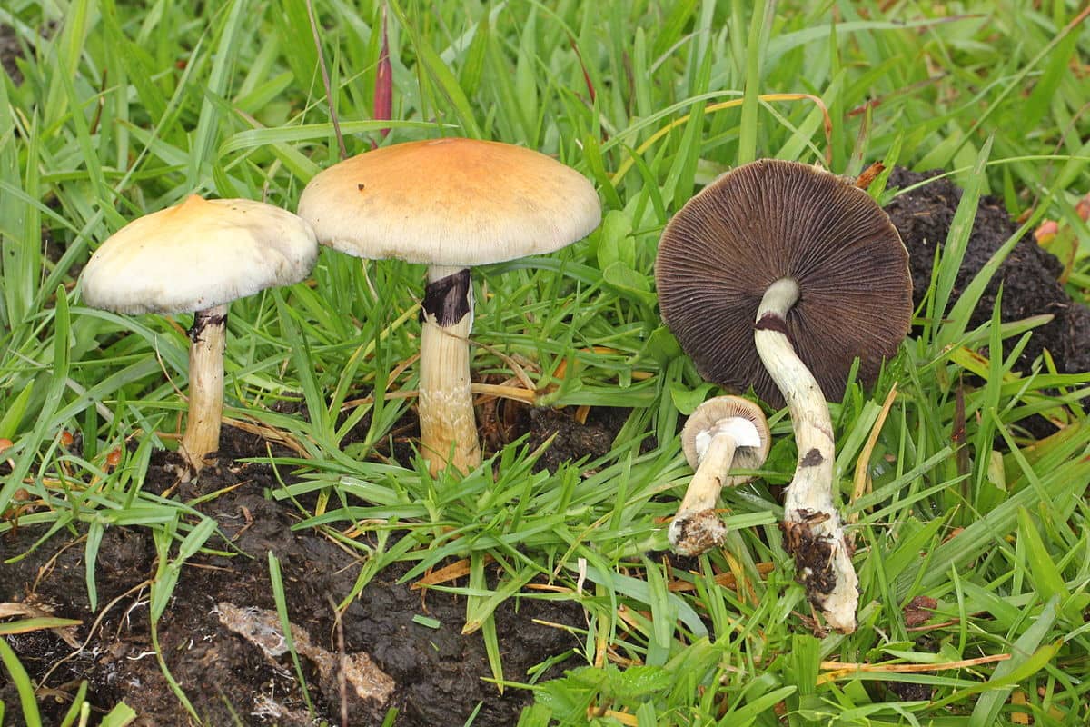 recommendation image