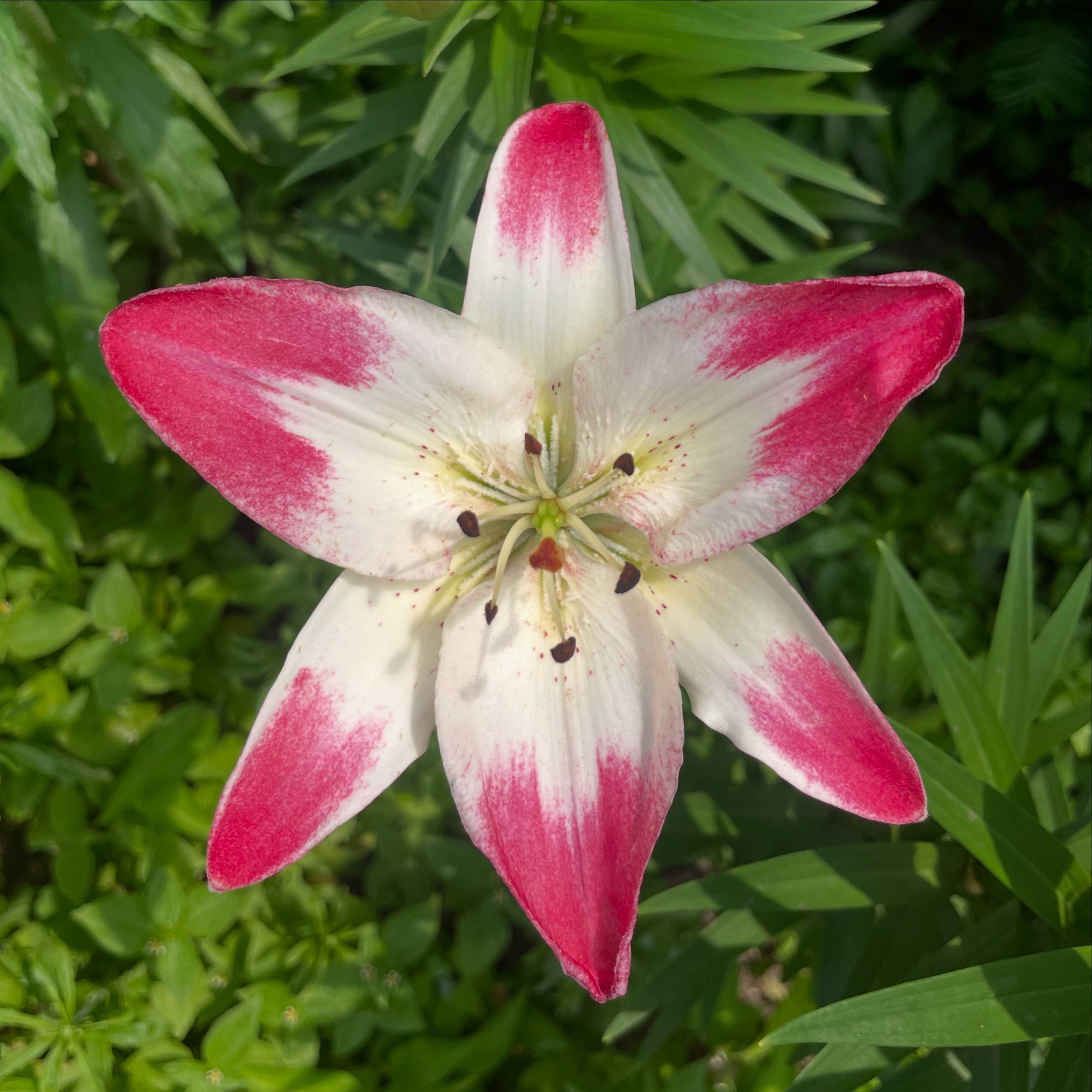 recommendation image