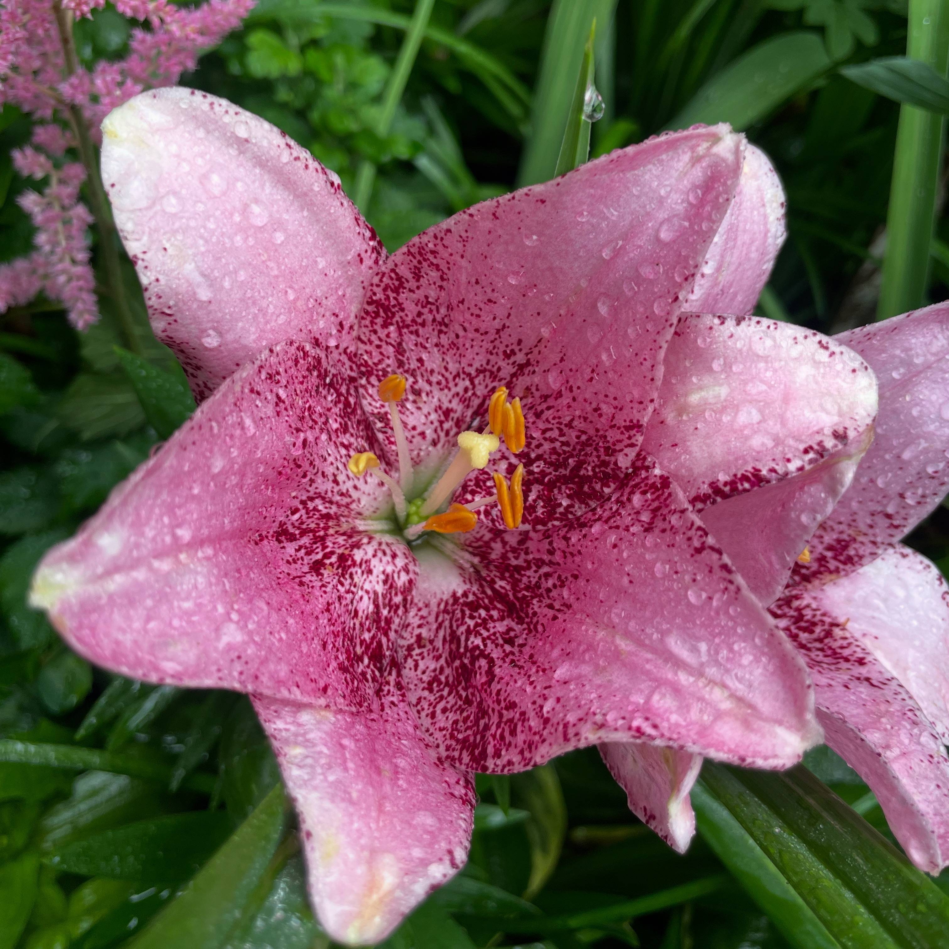 recommendation image