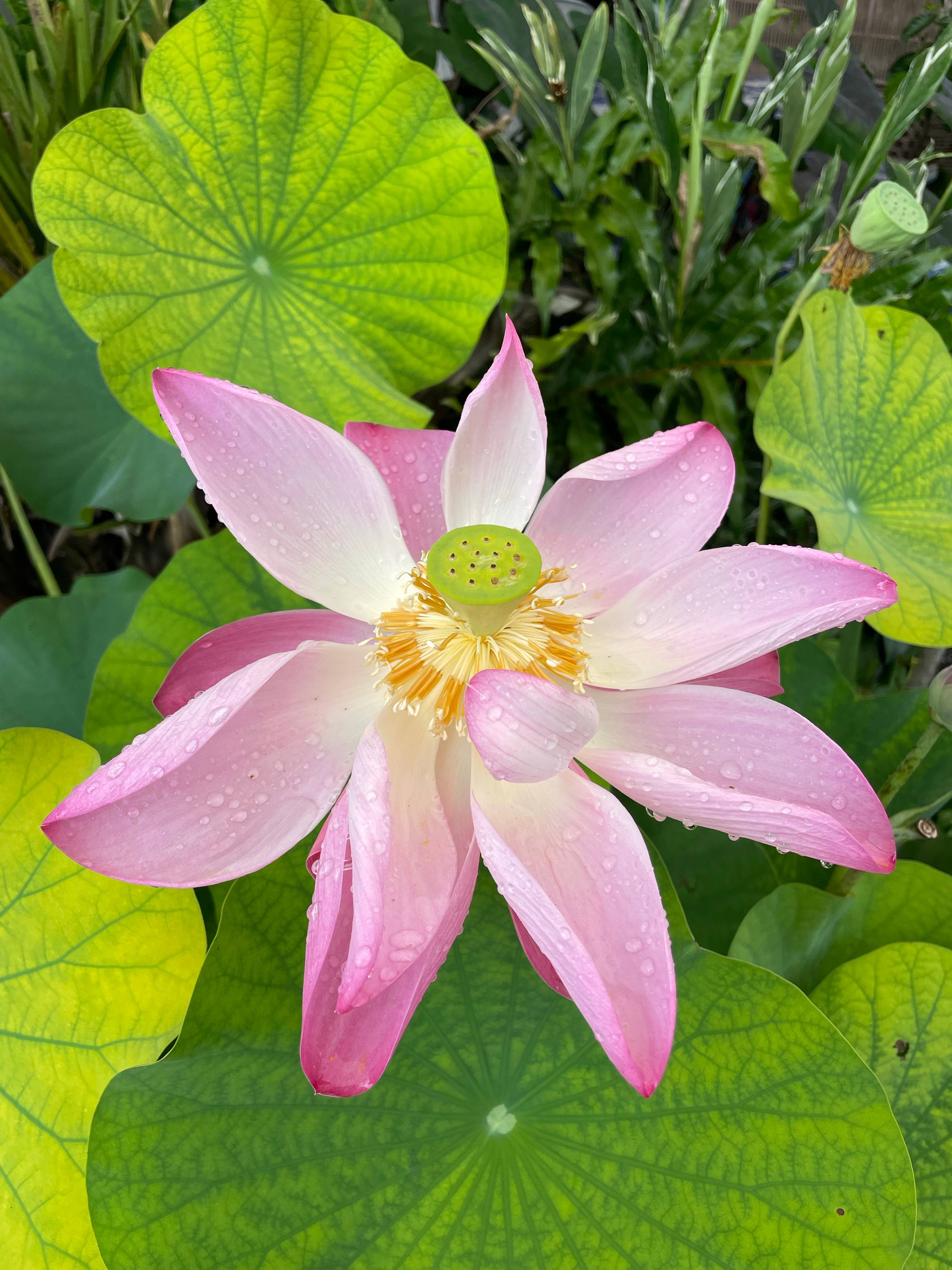 recommendation image