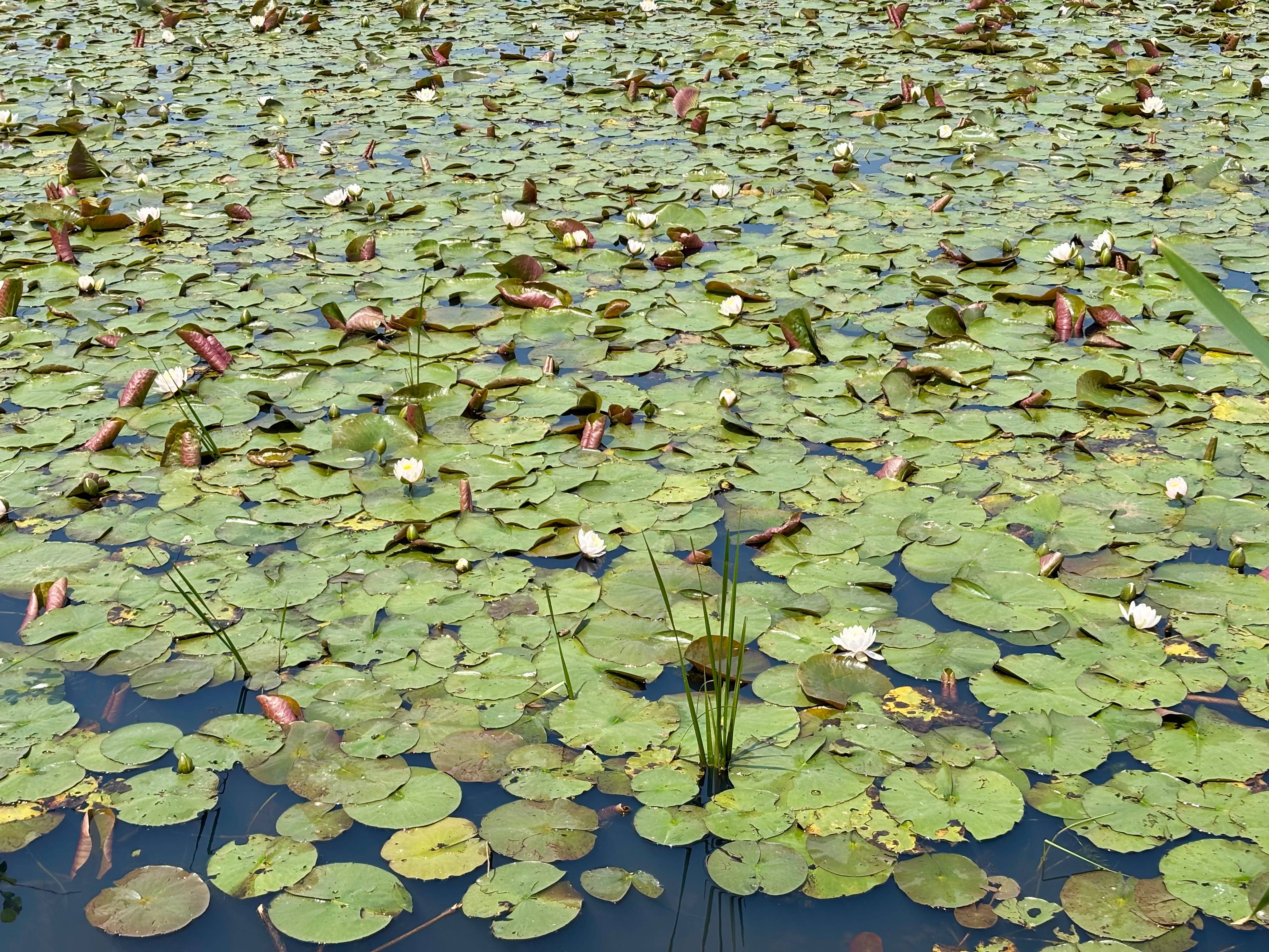 recommendation image