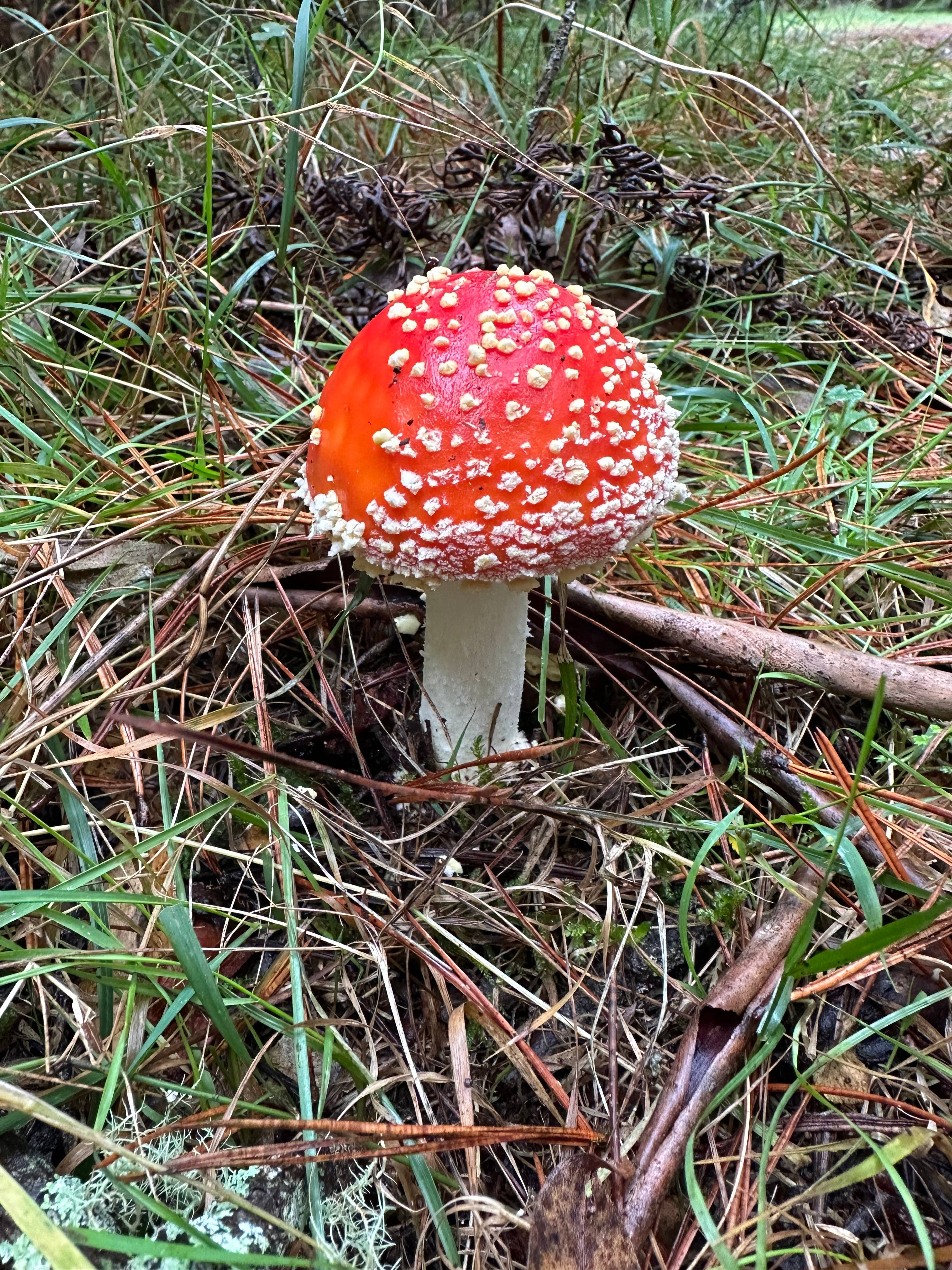 recommendation image
