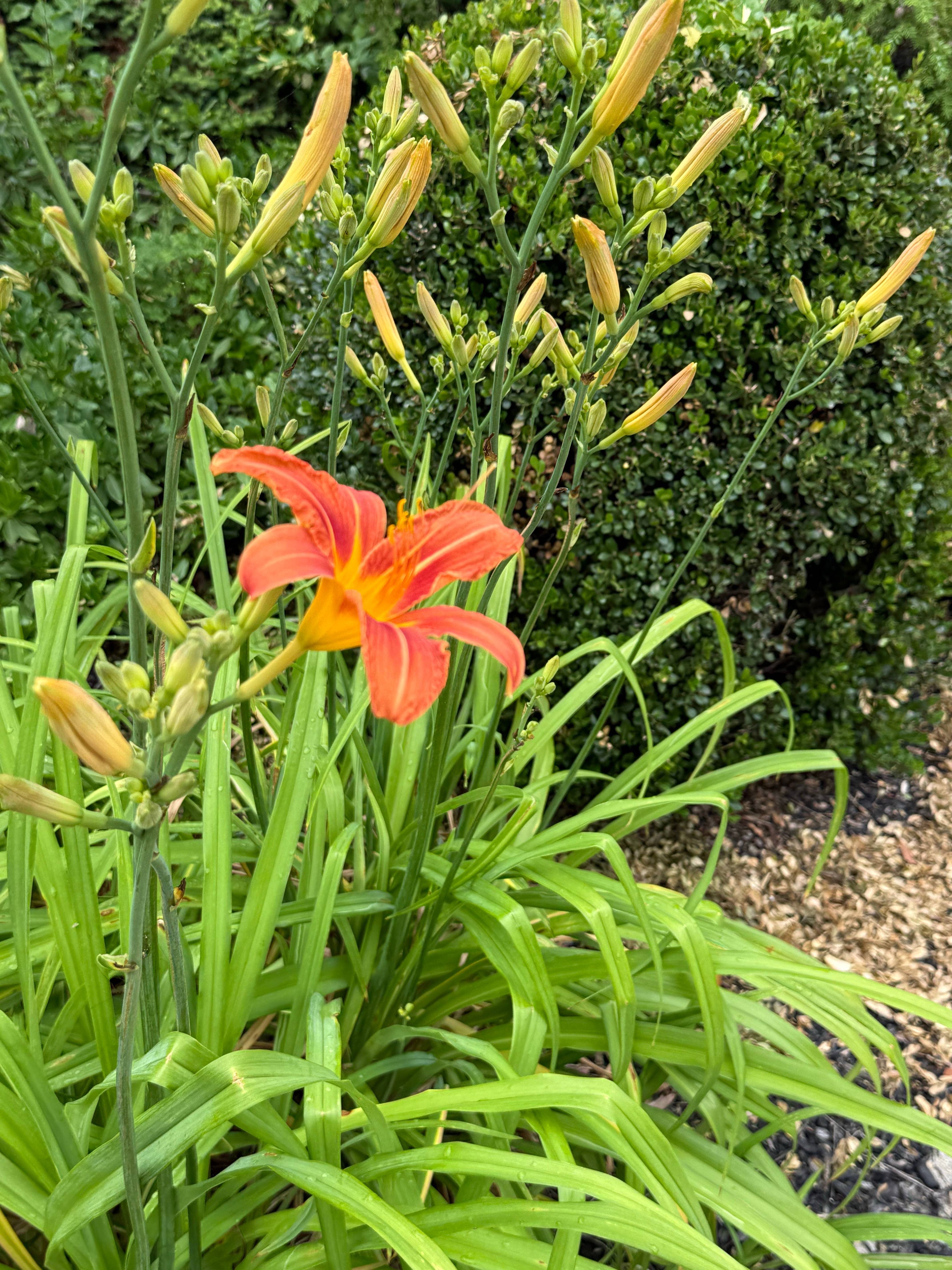 recommendation image