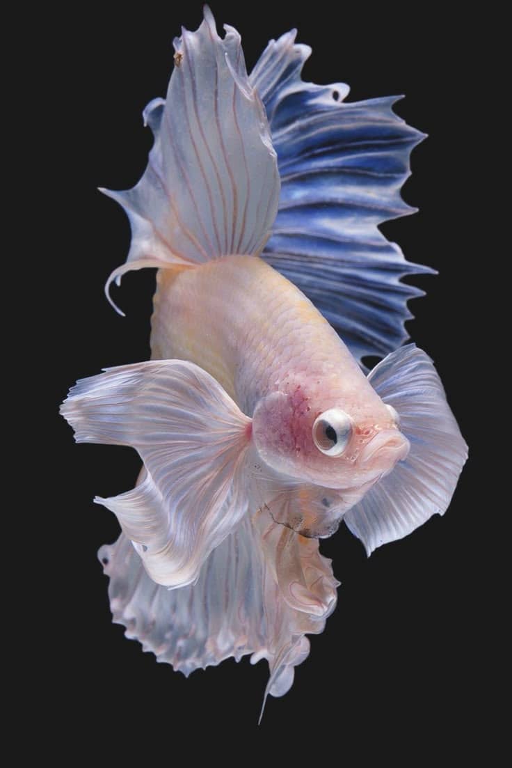 recommendation image