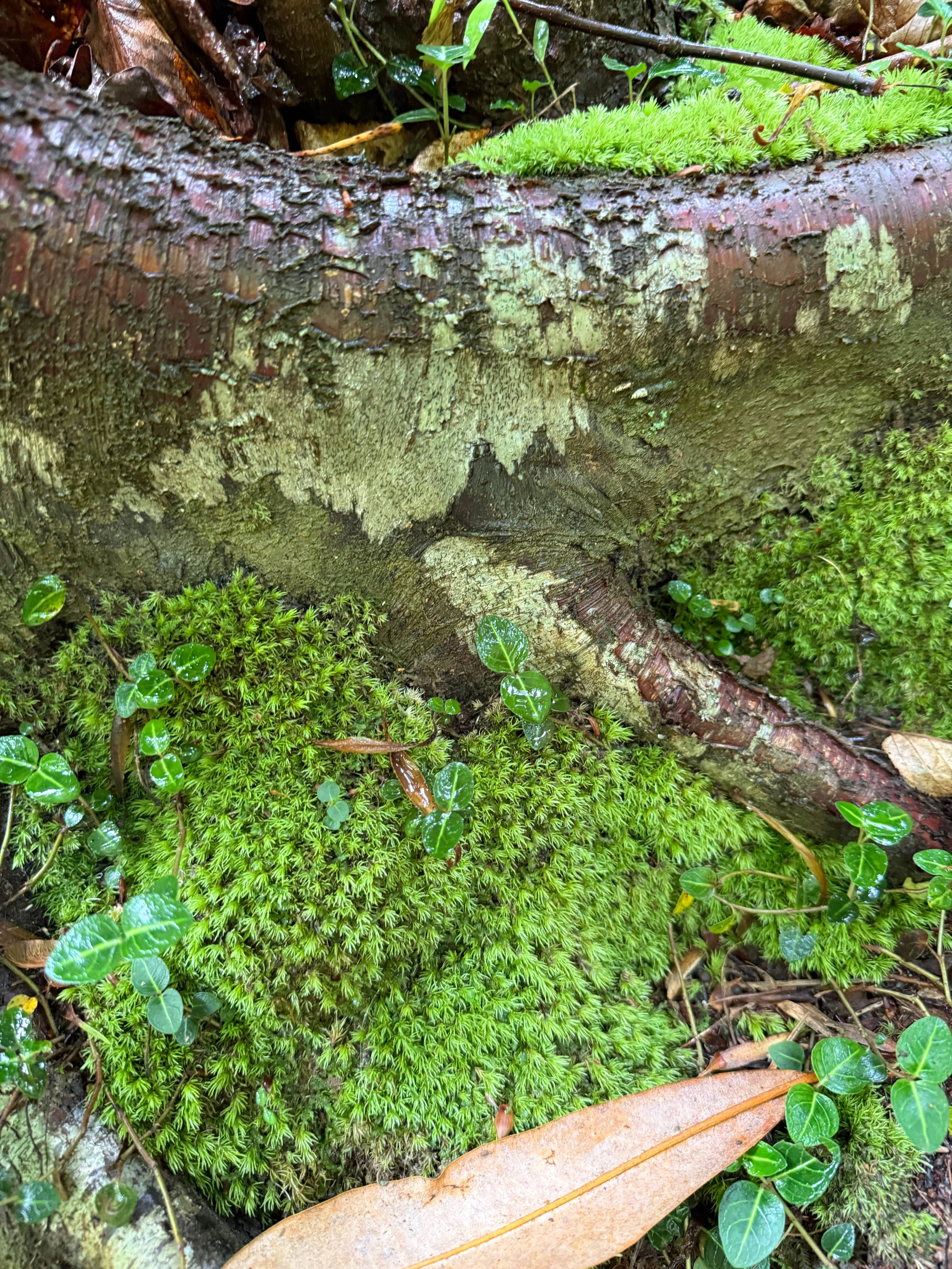 recommendation image