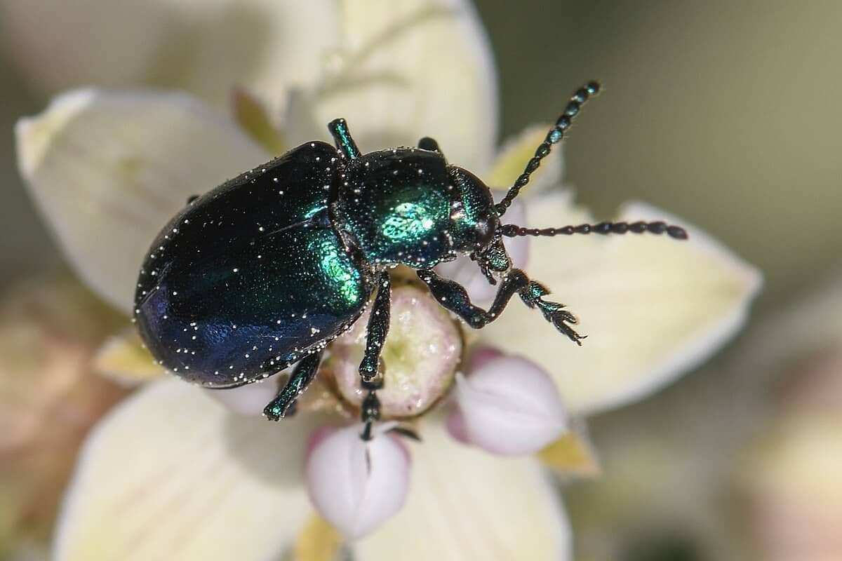 recommendation image