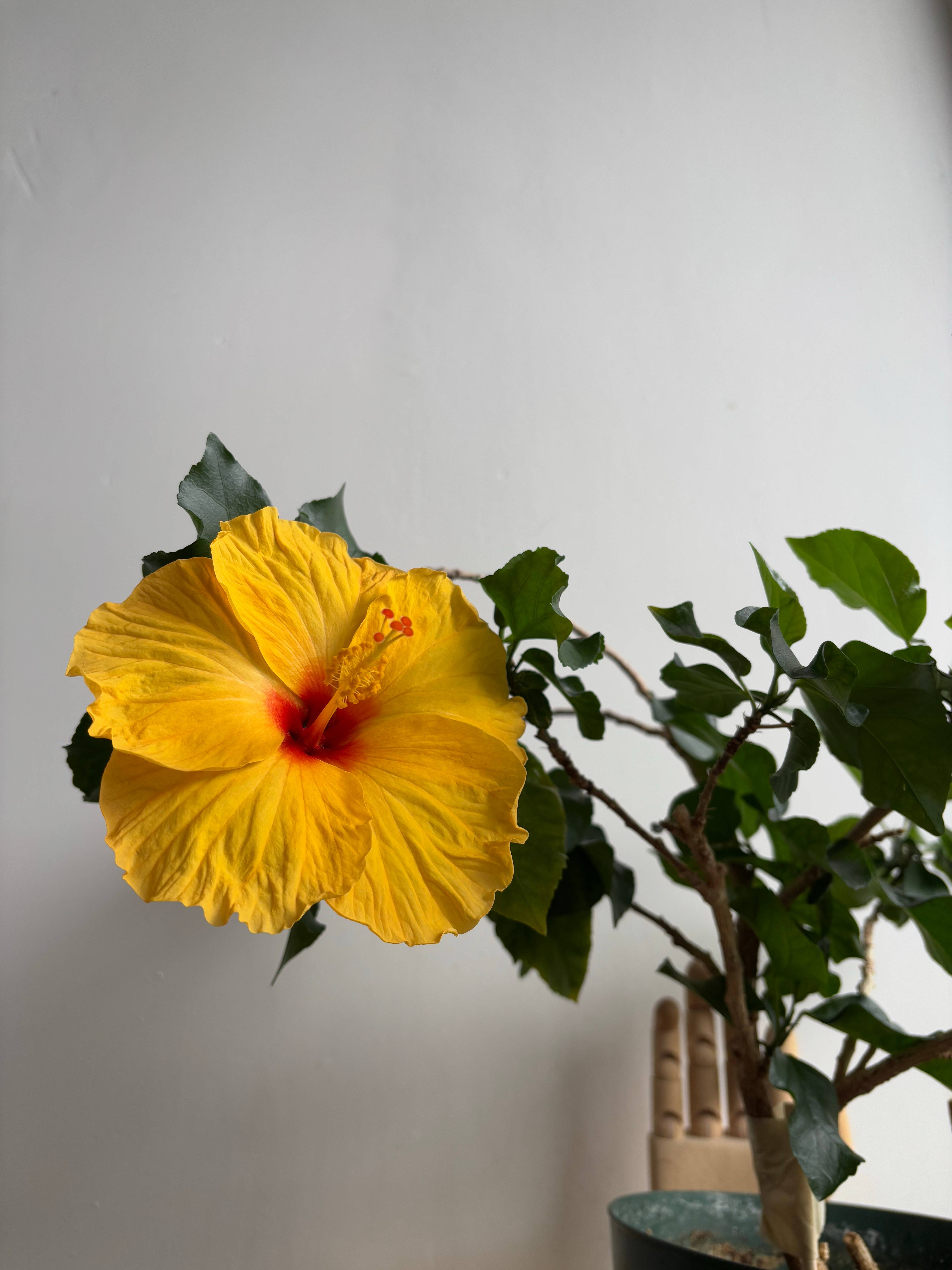 recommendation image