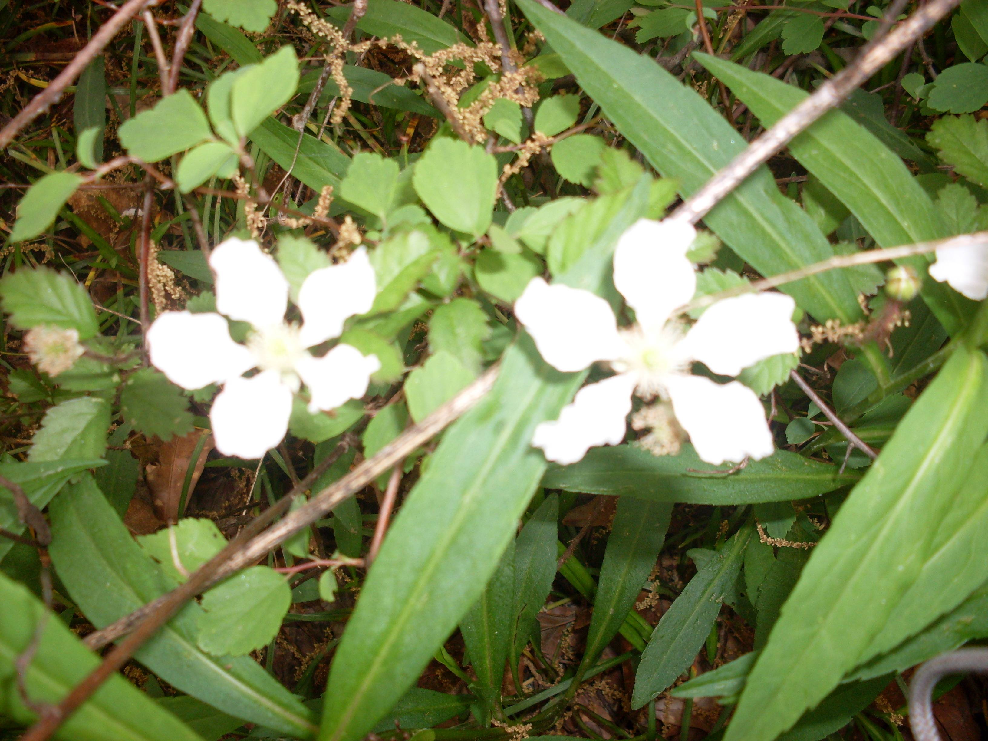 recommendation image