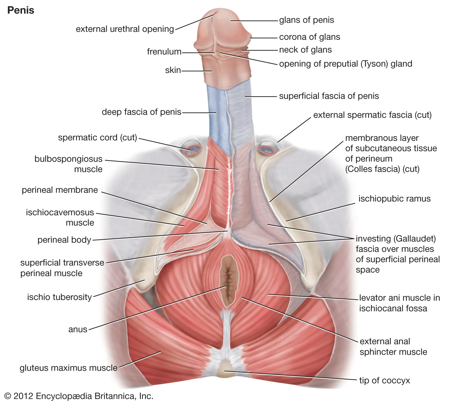PiFyi banner for @penis