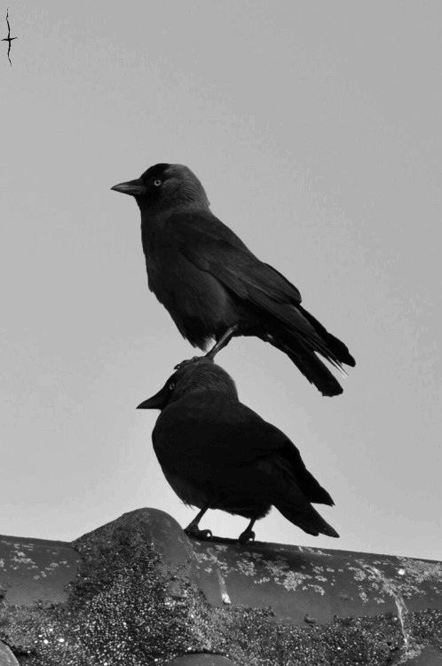 PiFyi banner for @crow