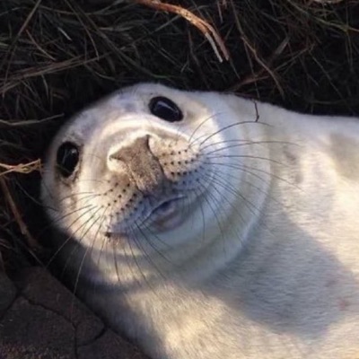 PiFyi profile picture for @solaris
