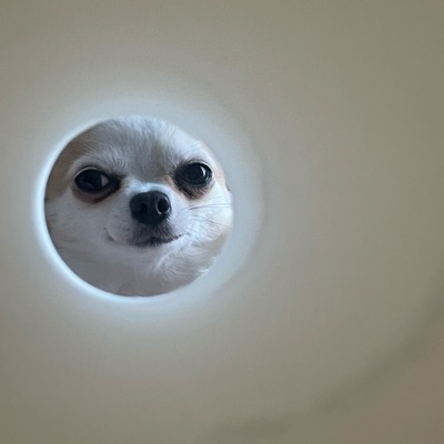 PiFyi profile picture for @chihuahua