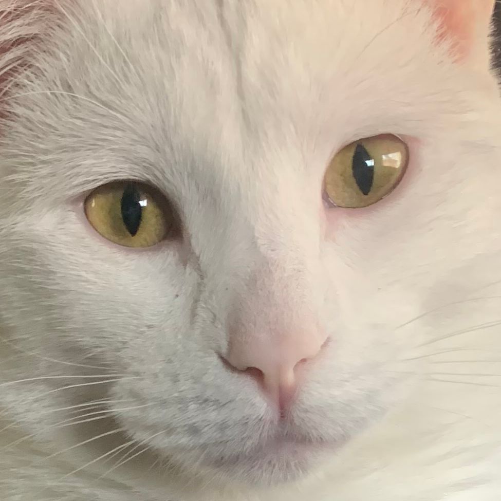 PiFyi profile picture for @vaughn