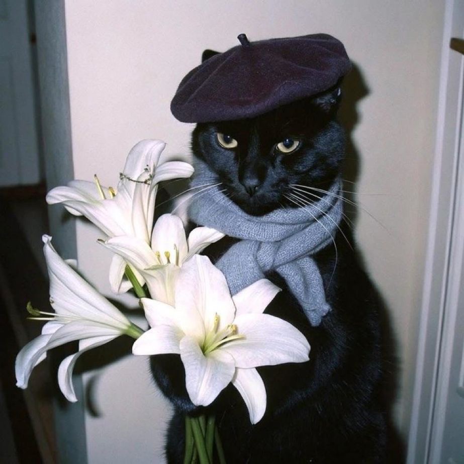 PiFyi banner for @lilo