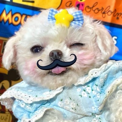 PiFyi profile picture for @barked