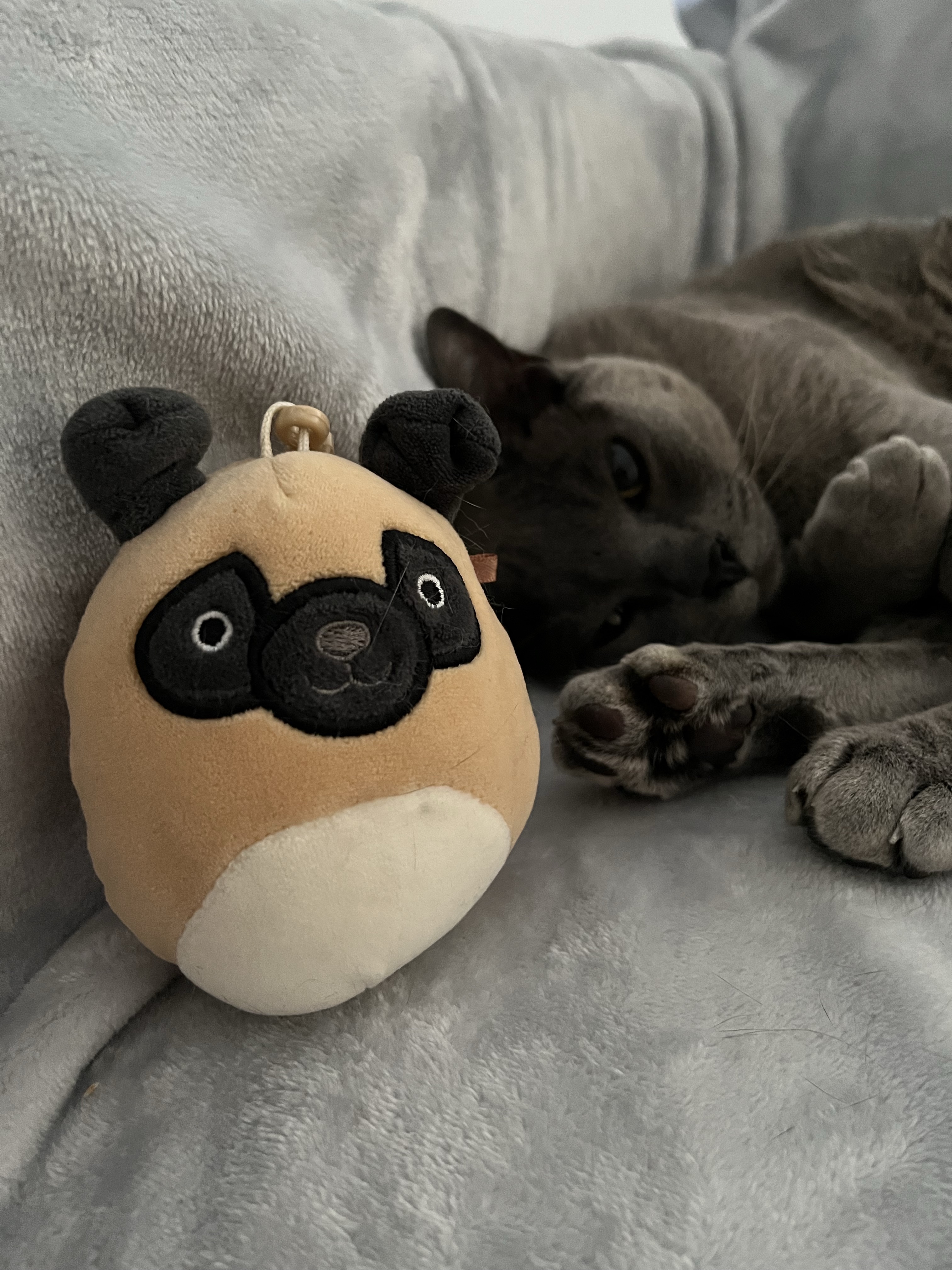 PiFyi banner for @four