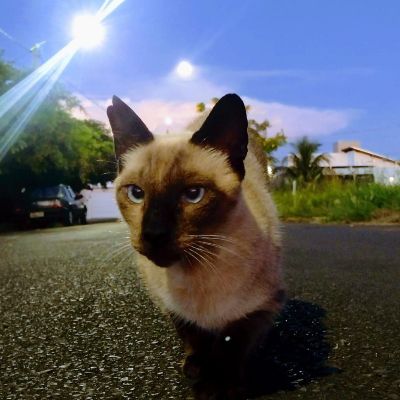 PiFyi profile picture for @goes