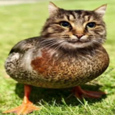 PiFyi profile picture for @jungo