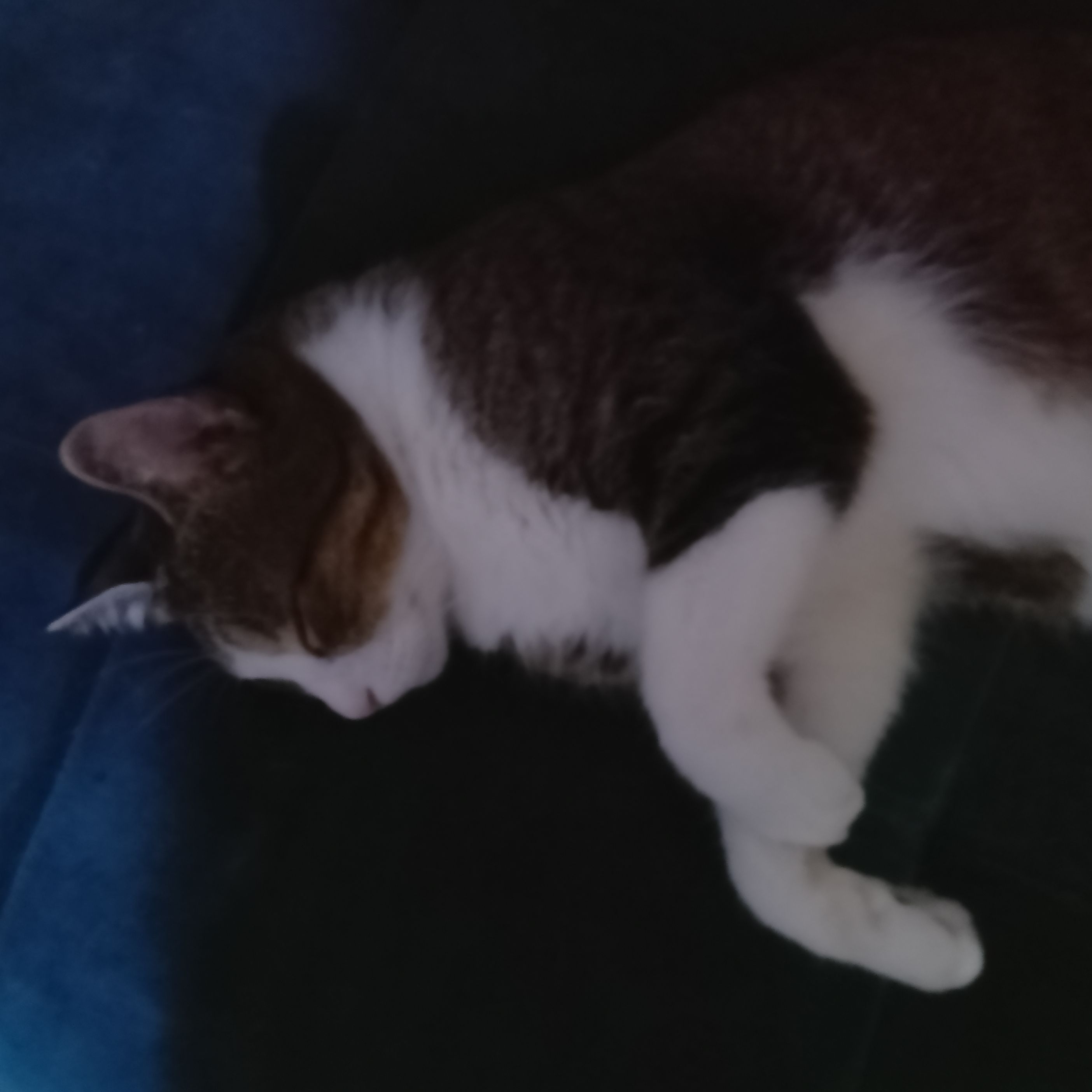PiFyi profile picture for @gatito1