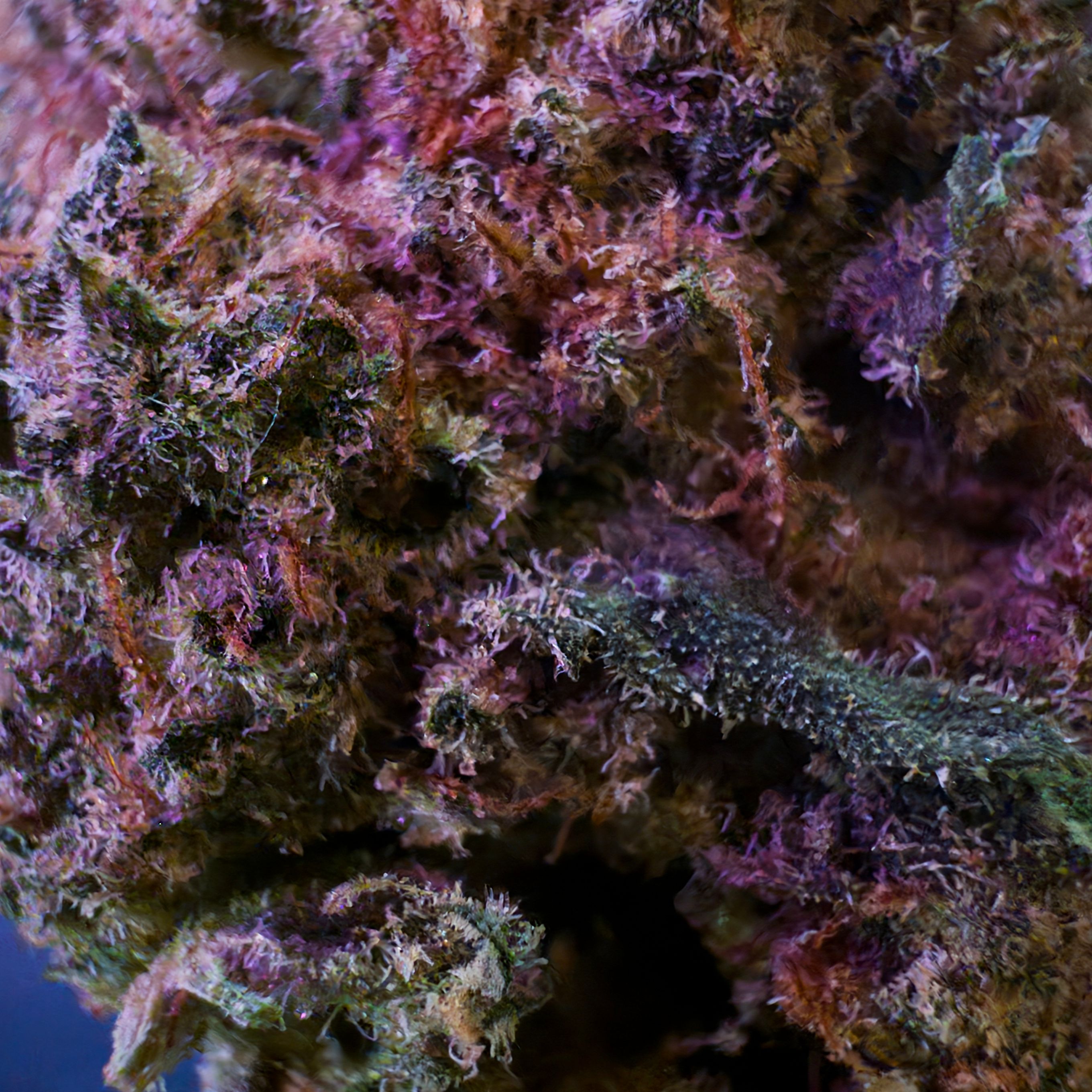 PiFyi profile picture for @cannabis