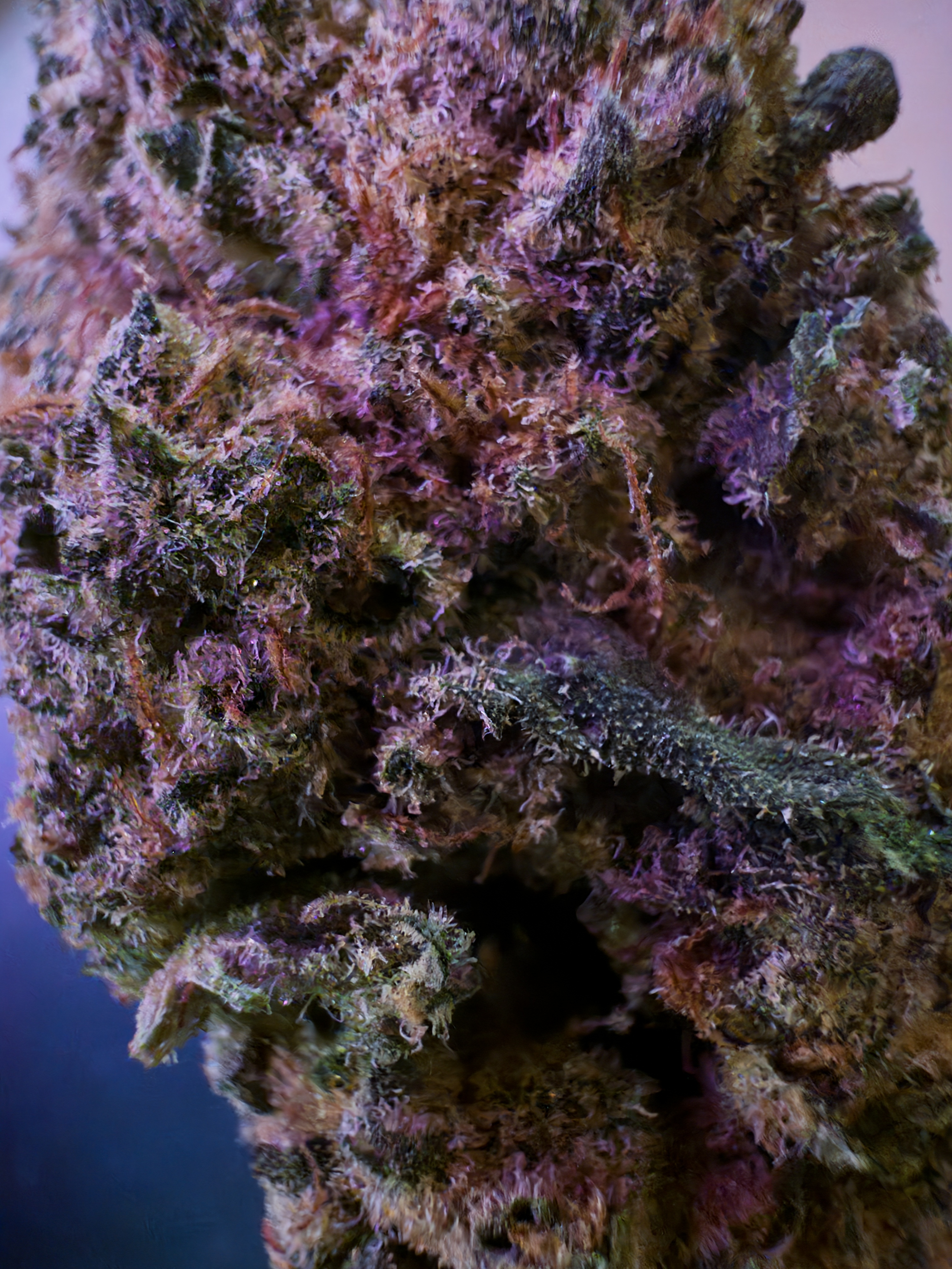 PiFyi banner for @cannabis