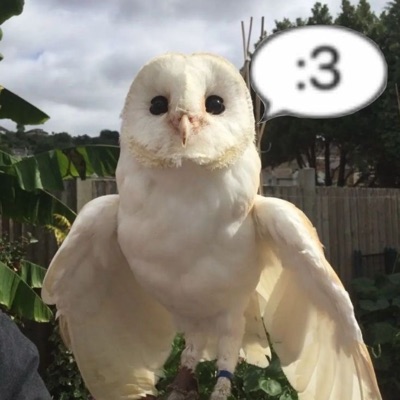 PiFyi profile picture for @moons