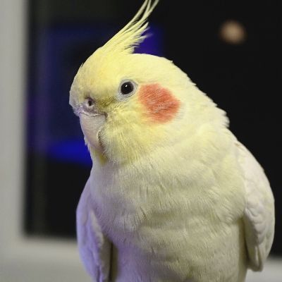 PiFyi profile picture for @rochan