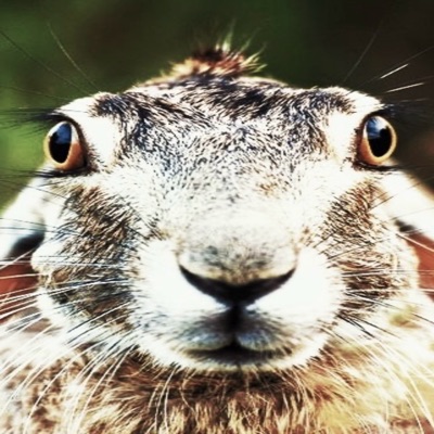 PiFyi profile picture for @arb
