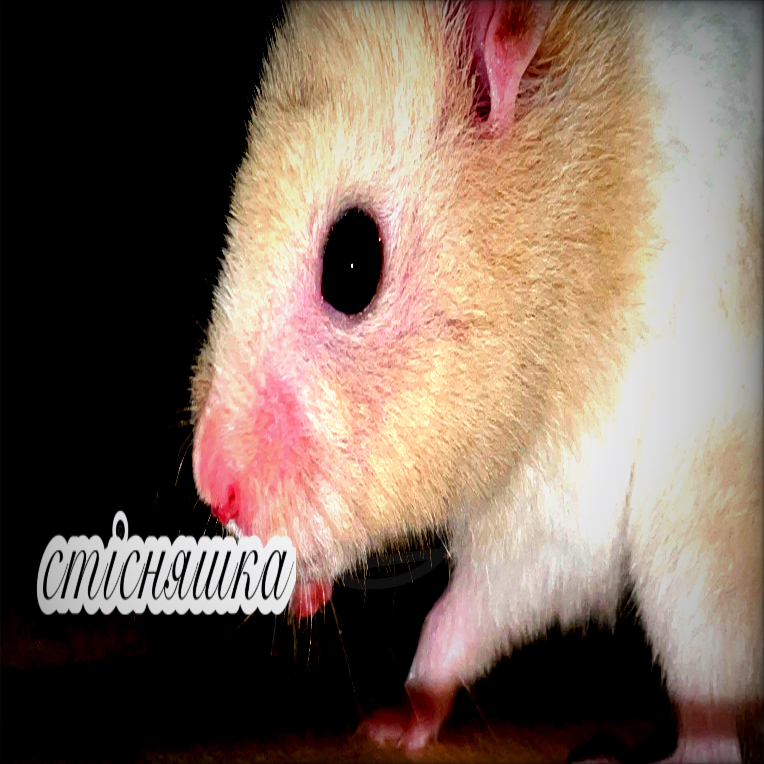 PiFyi profile picture for @shi