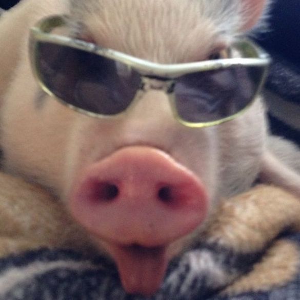 PiFyi profile picture for @pig